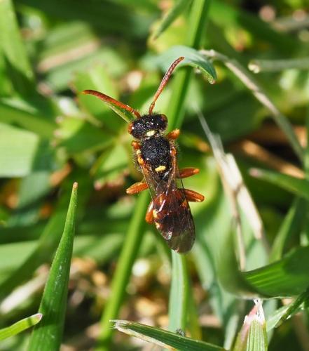Nomada sp.